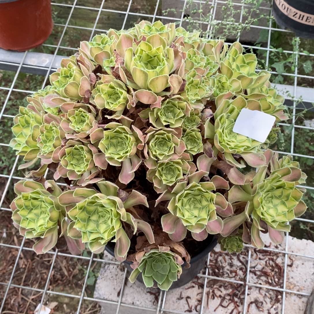 多肉植物组合拼盘7