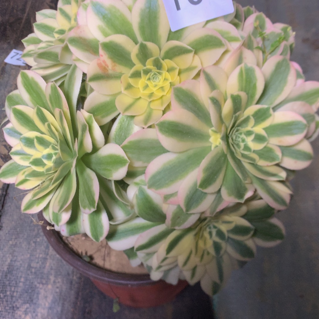 101迈巴多肉植物