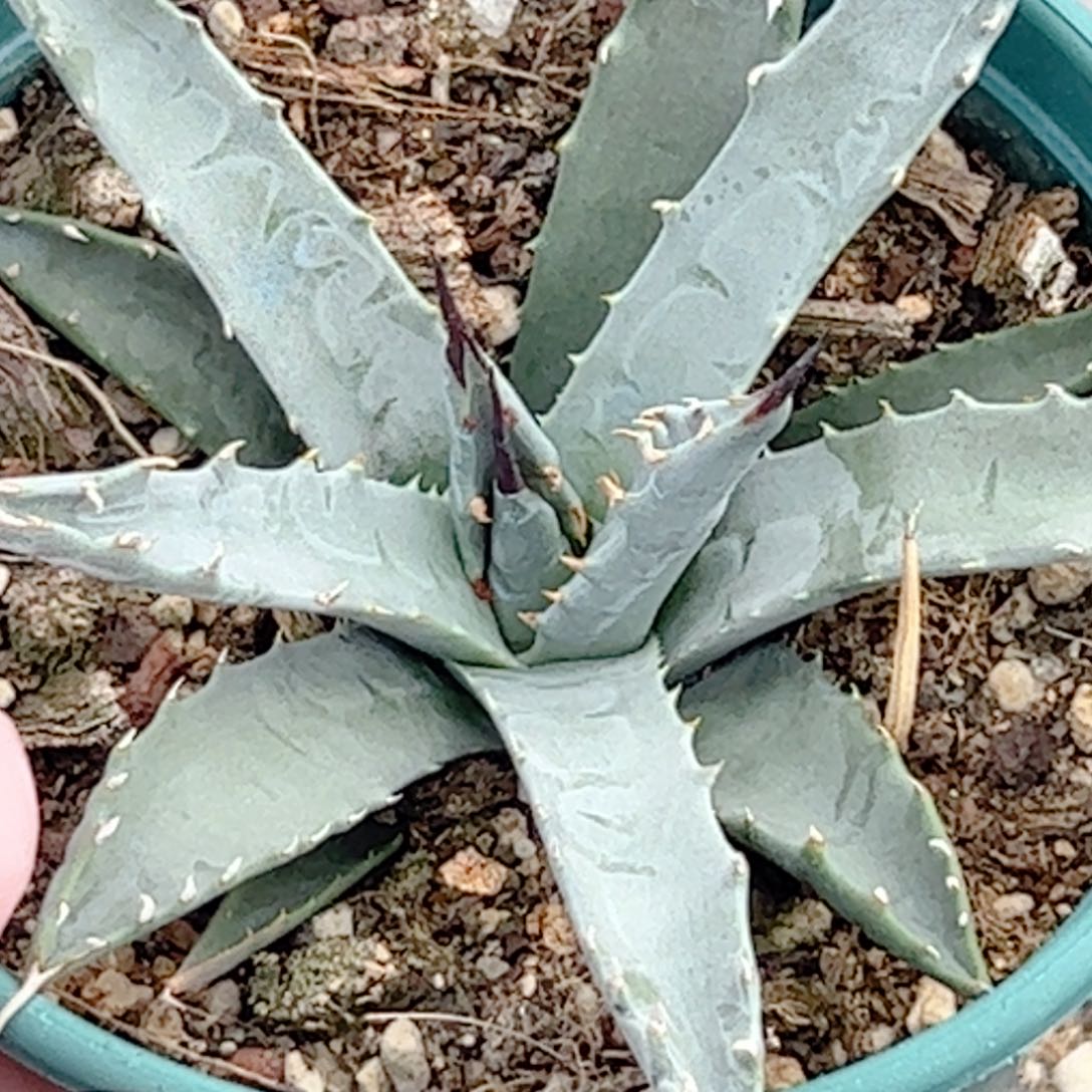 曲刺妖炎 仙人球