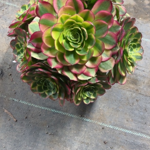 多肉植物奶白锦。