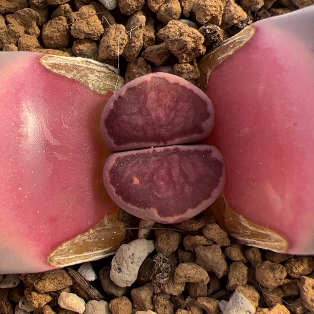 034号 紫菊多肉植物