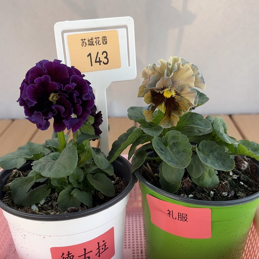 大部分开放少量花苞143