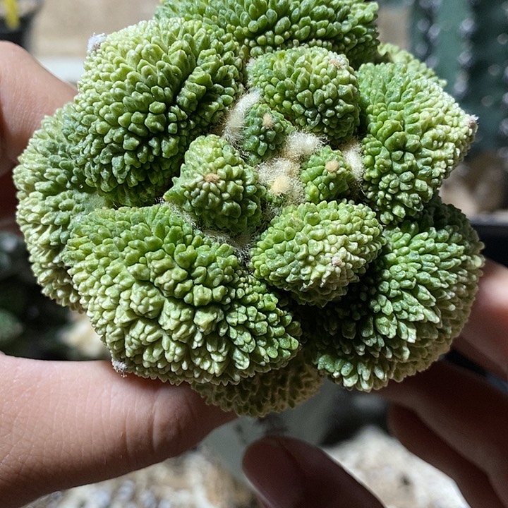 苗接细密疣哥斯拉锦。疣宽4.3。直径8cm。352号