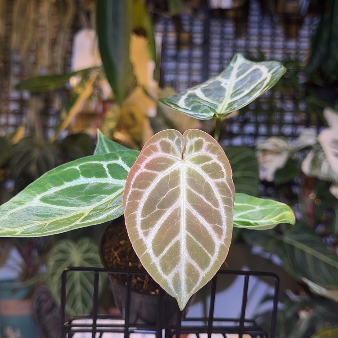 完全开放F856极致撕裂纹杂铜锣烧