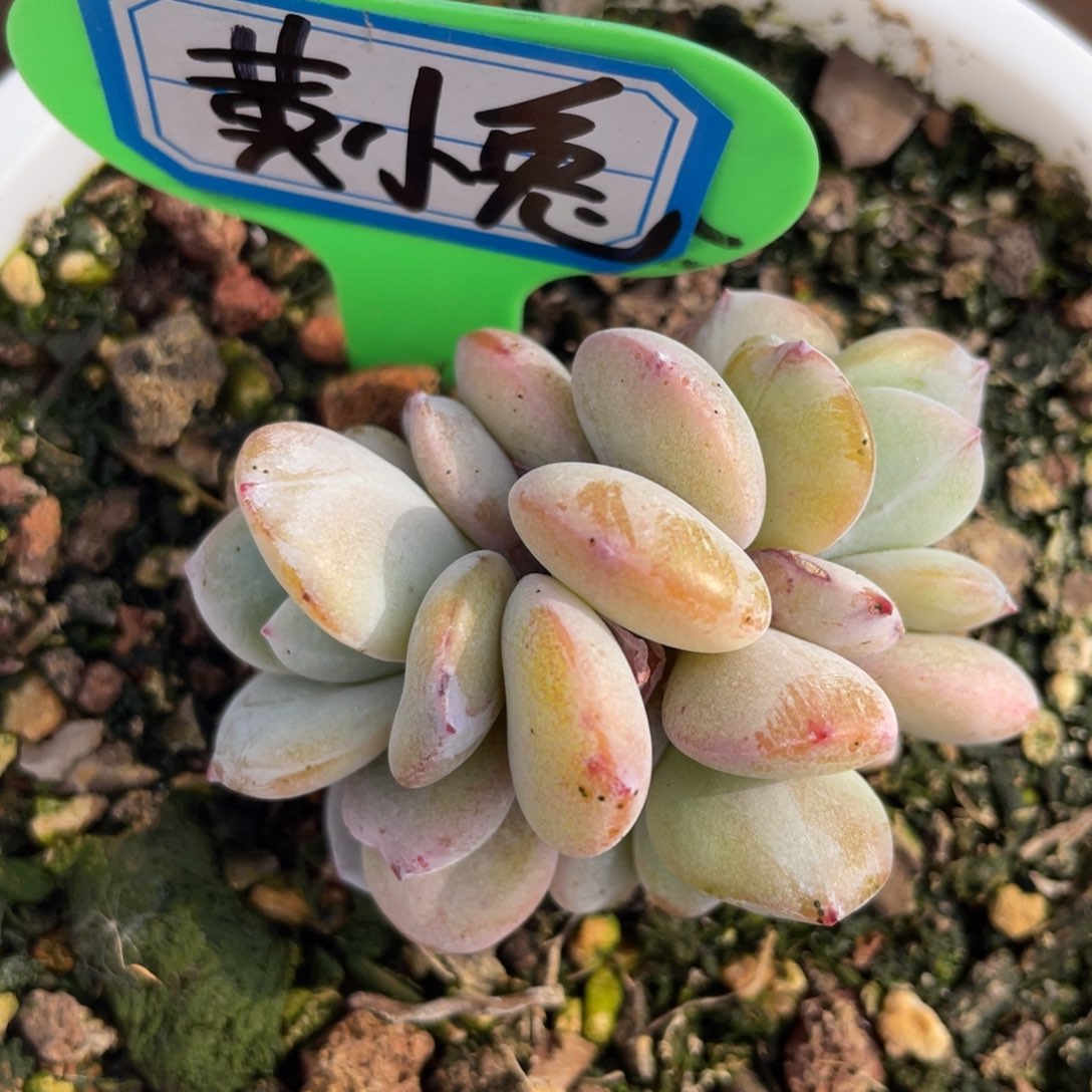 黄**?姐姐说要买东西的时候