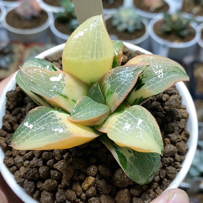 【闪购商品】73糊斑史扑锦