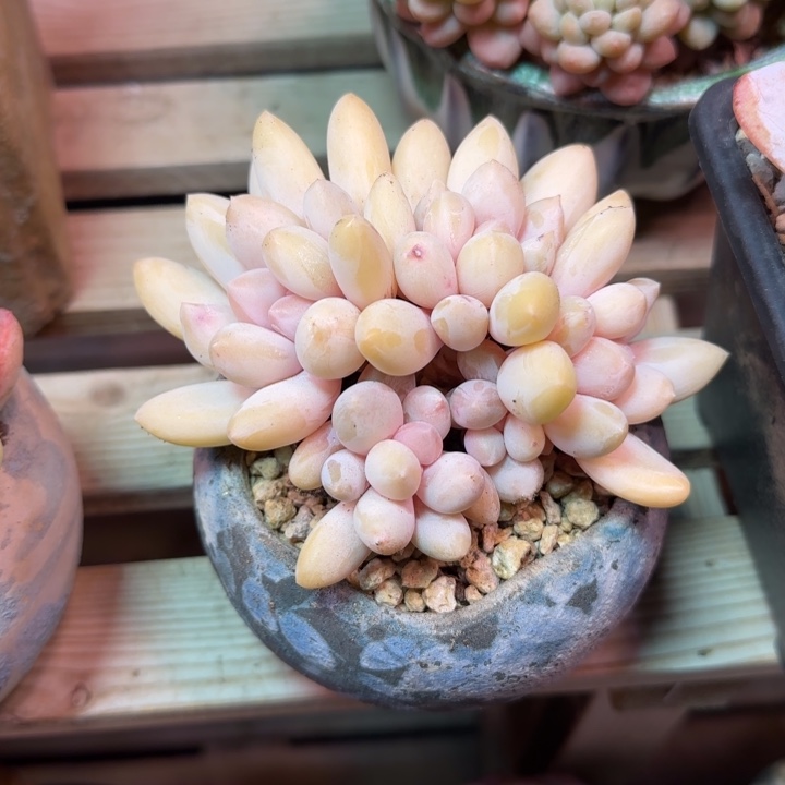 香水宝贝多肉植物cgchj