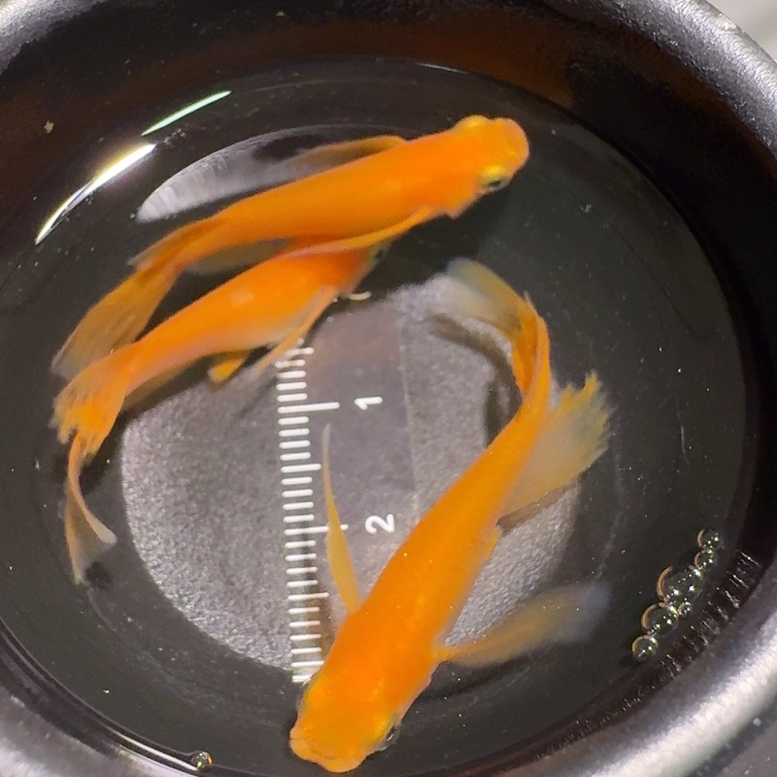 青鳉鱼微瑕红蒂211