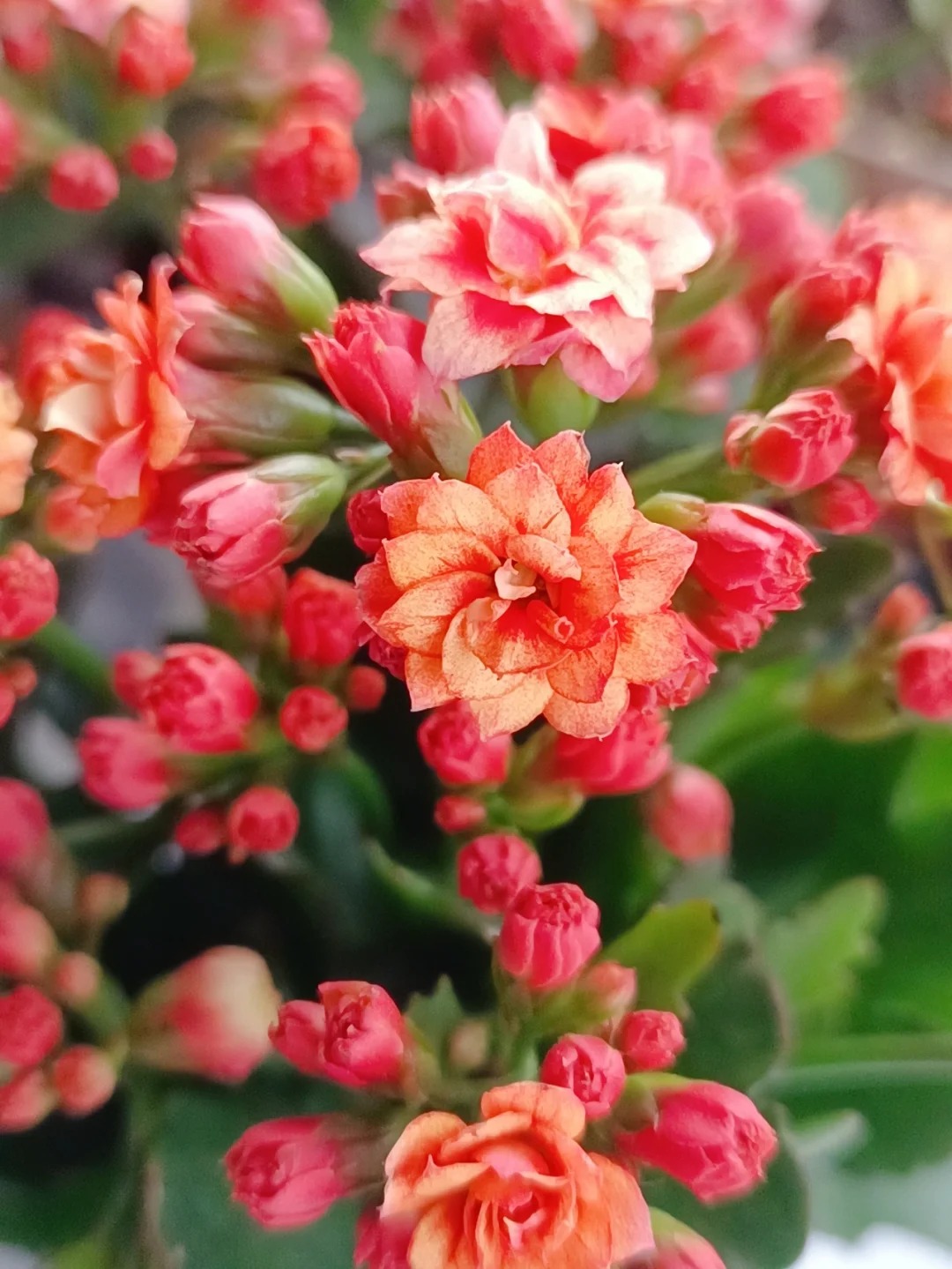 处理品种长寿花4个品种 一物一拍