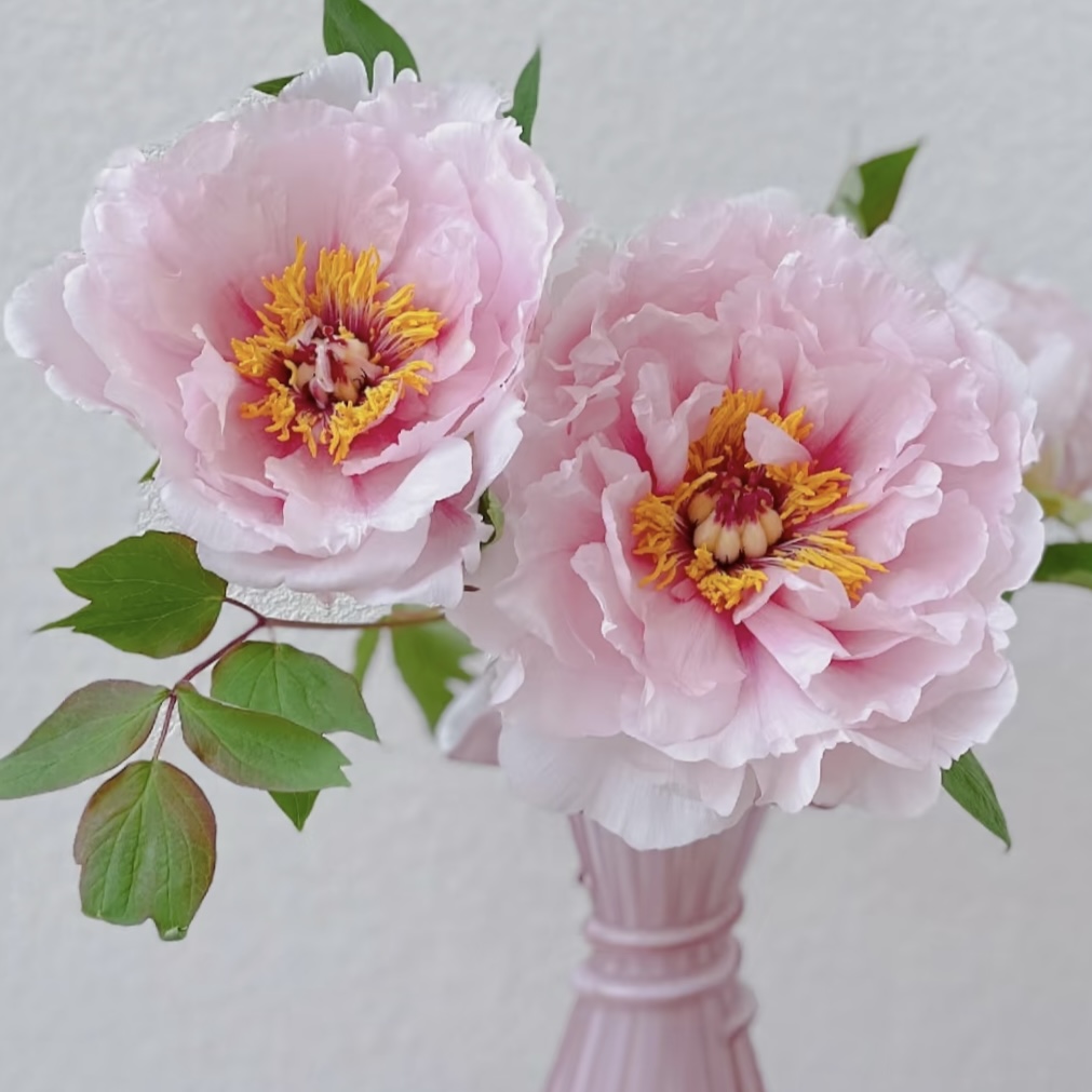 【基地直发】【5度以下拍保温棉】玉面桃花牡丹