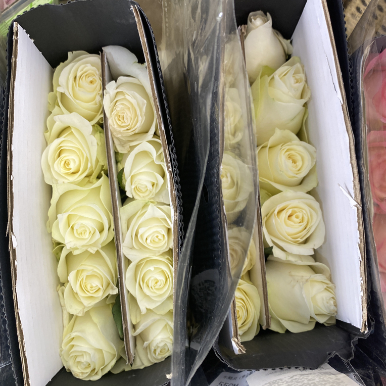 (20把起发)美华骄傲20支(歪头轻微擦伤不售后)