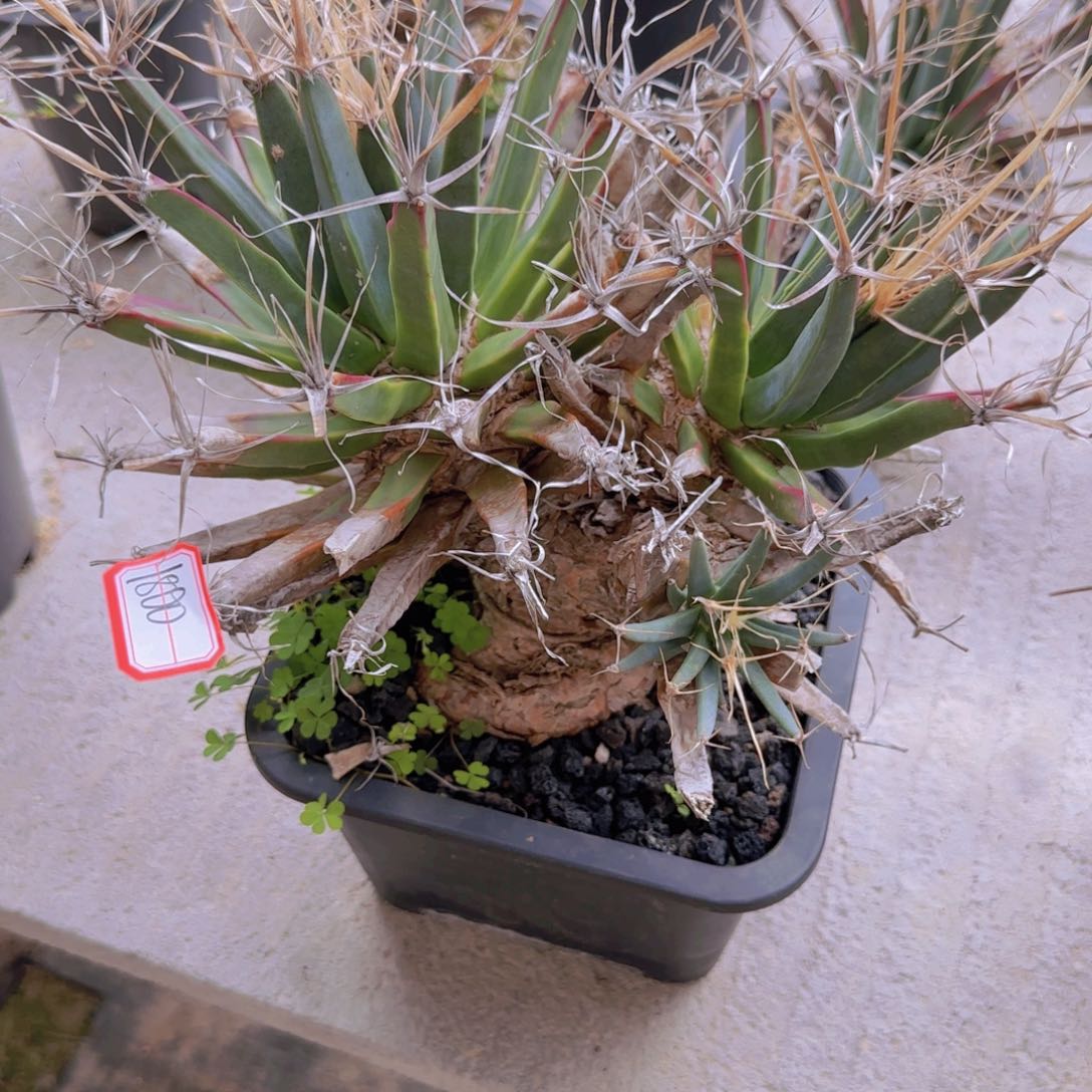 北**森块根植物块根植物