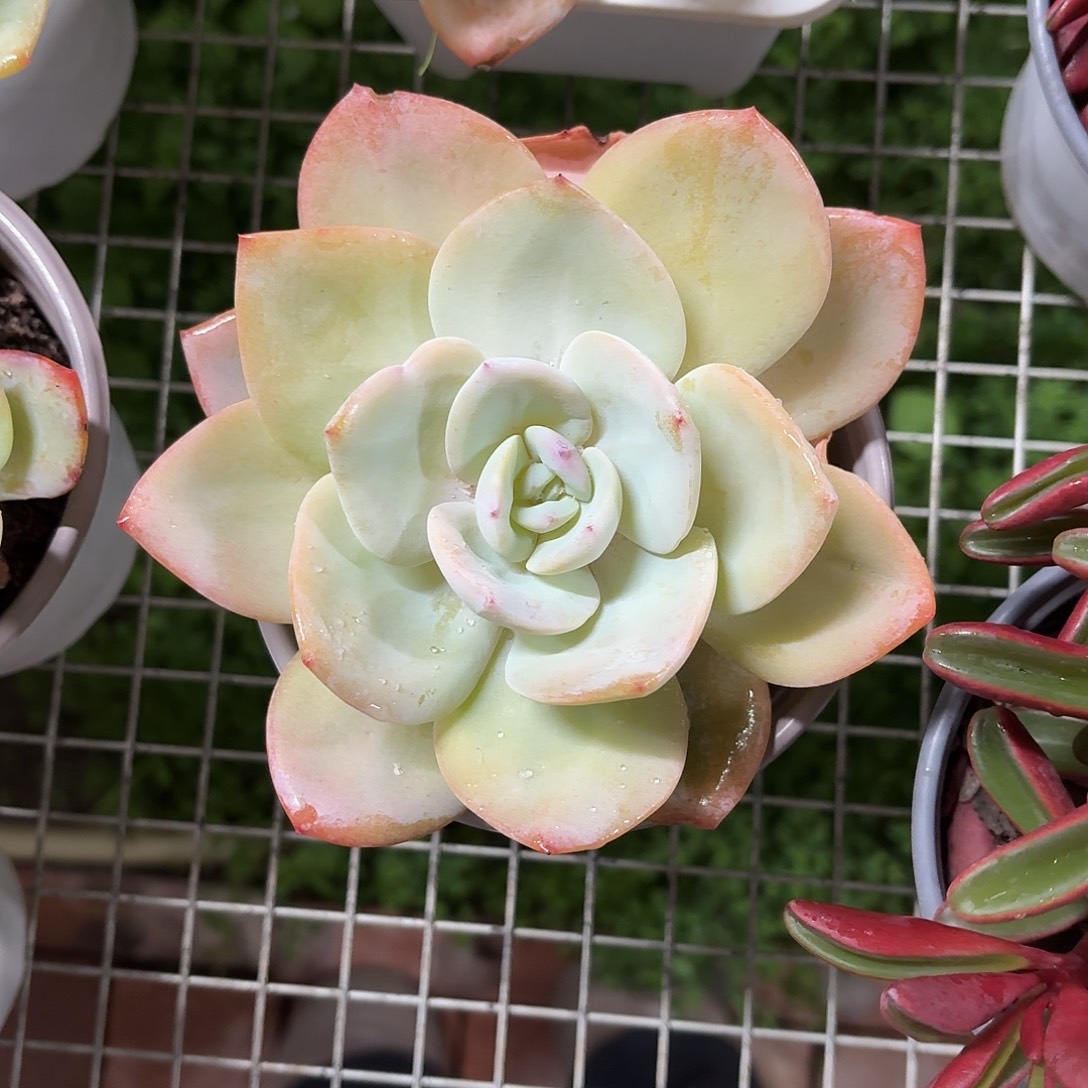 奶茶大单头12㎝盆参考