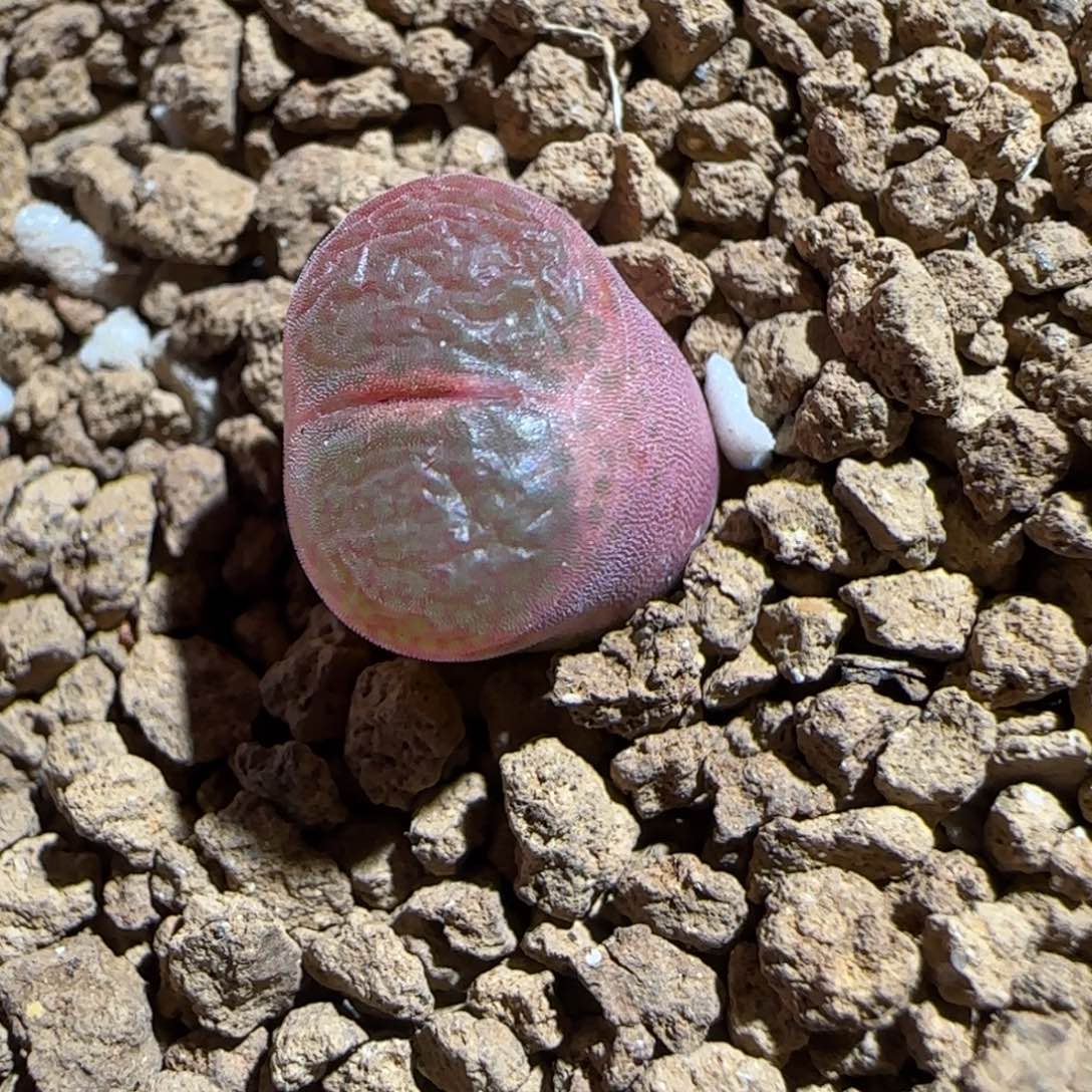 肉锥多肉植物组合-恩东1410