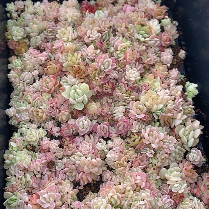 140 多肉植物盆栽花卉植物