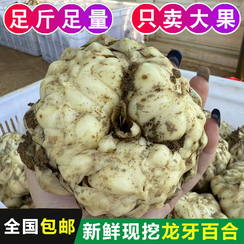 新鲜上市龙牙百合粉糯甘甜新鲜现挖可晒干食用口感软糯清香包邮