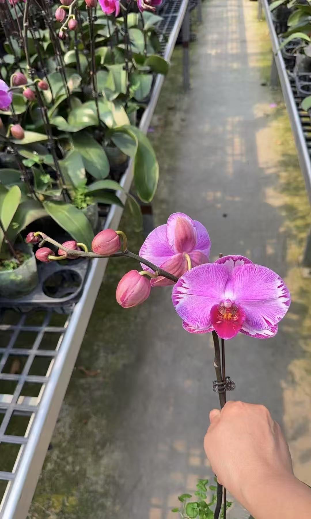 （雷神） 高端室内蝴蝶兰一棵  云南基地直发