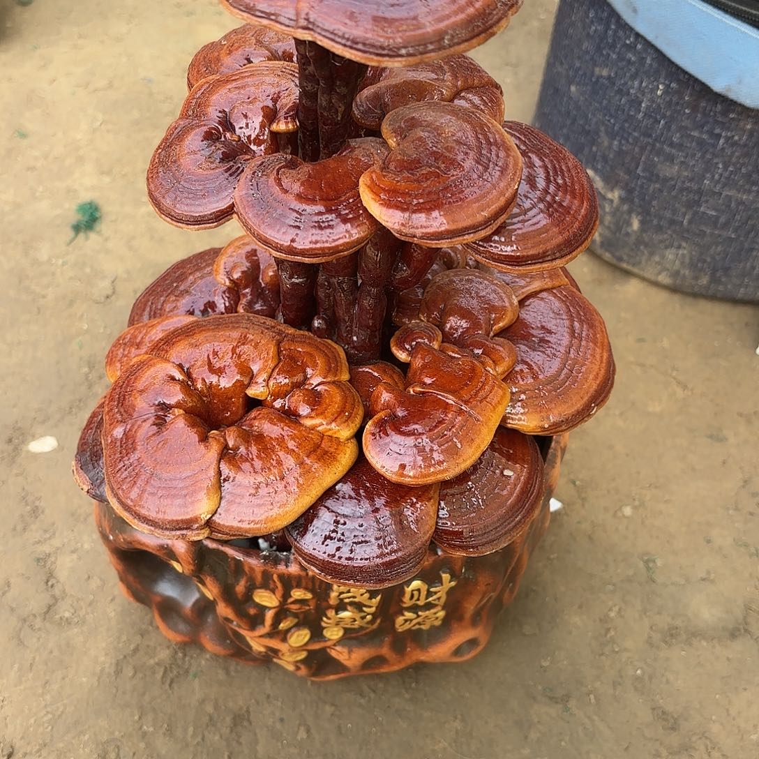 无花朵灵芝是我国著名植物