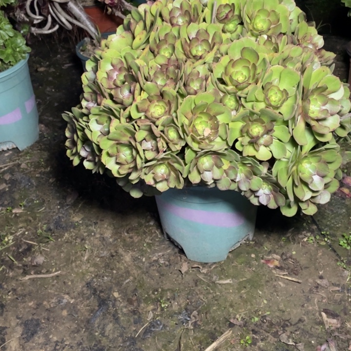 42万圣节多肉多肉植物