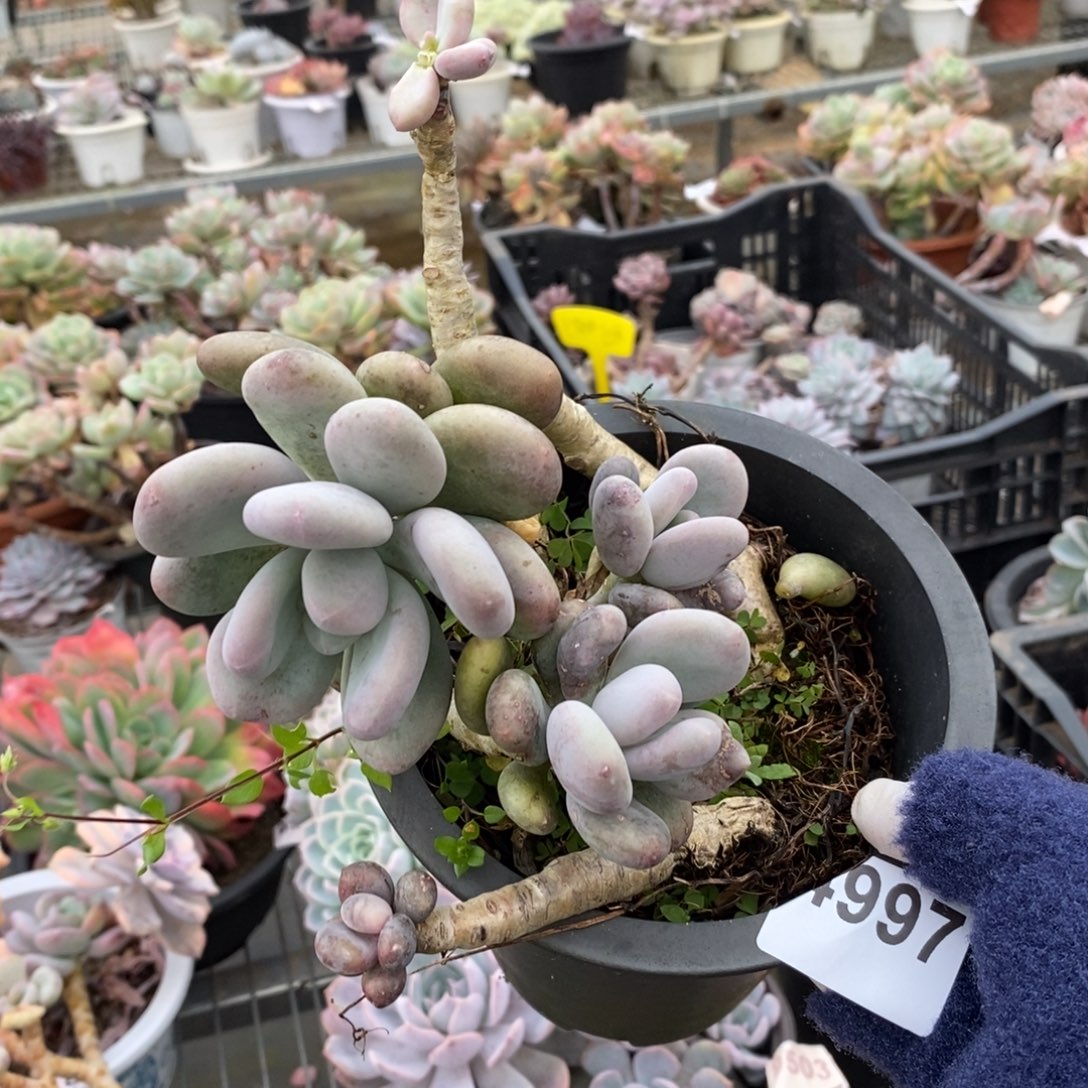 4997橙雪球一物一拍（有瑕疵不售后）