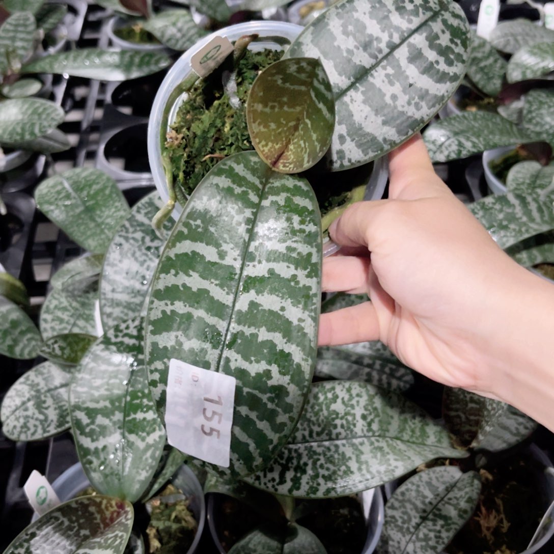 完全开放155全日香