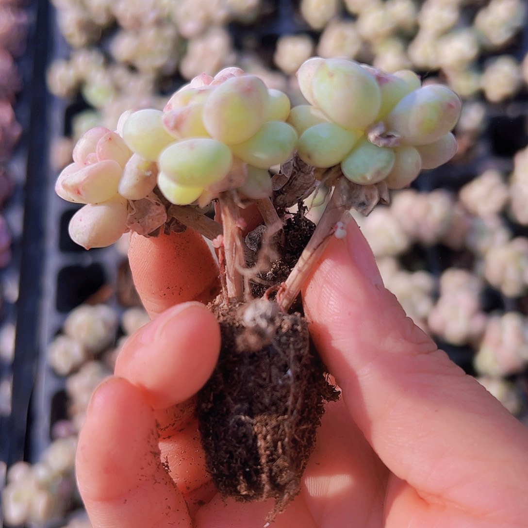 老桩阳光玫瑰5颗19包邮