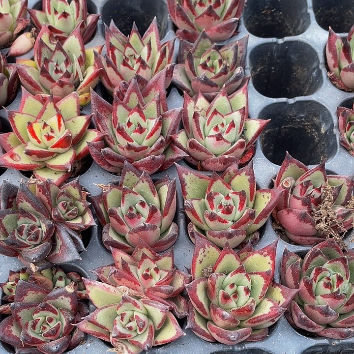 小乌木1元带土发货