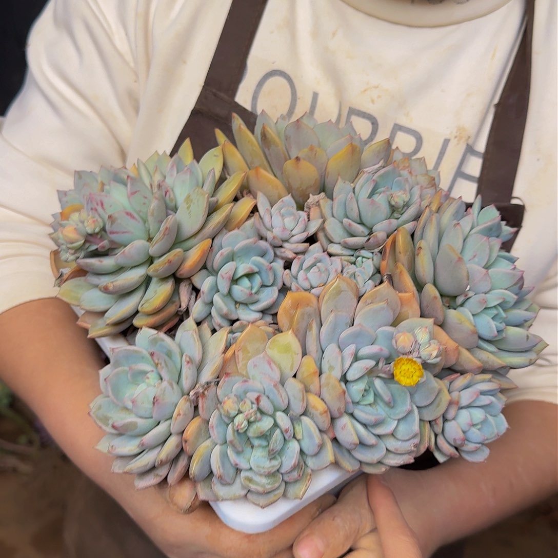 多肉2 一颗 不包损