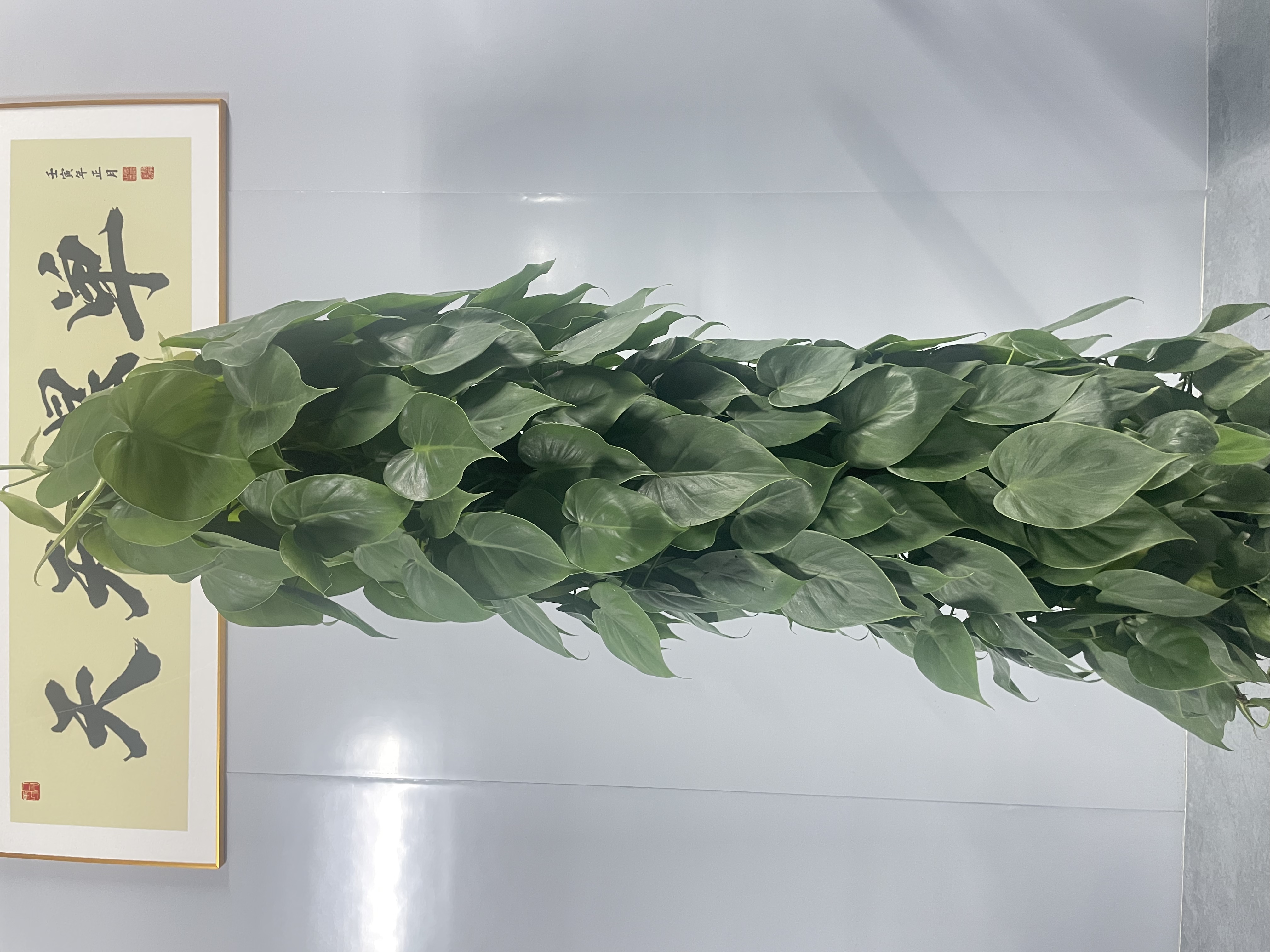 原盆青叶藤1.5-1.7高，净化空气室内绿植摆放非常好看