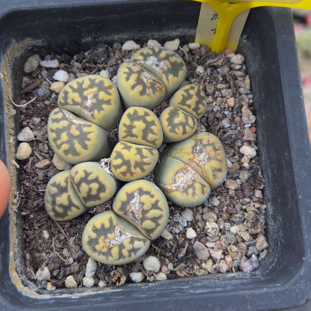 078 生石花大群生大群生