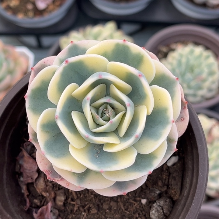 玉碟锦一颗价格发货