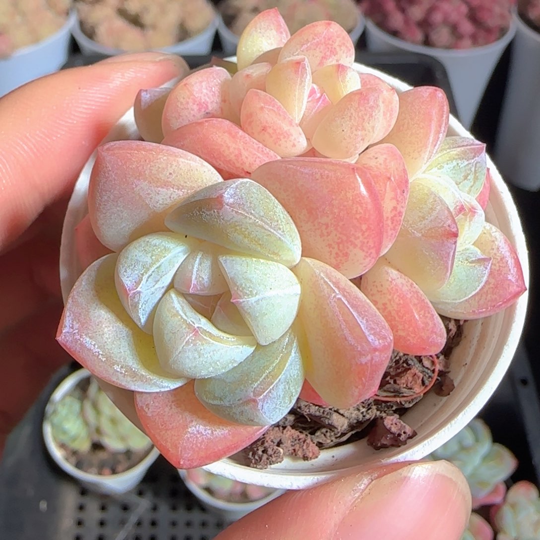 一***花多肉1224-75冰玉冰玉