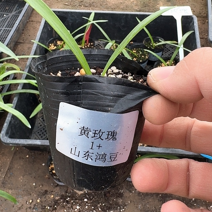 当前无花朵，栽培后可花朵小****7黄玫瑰