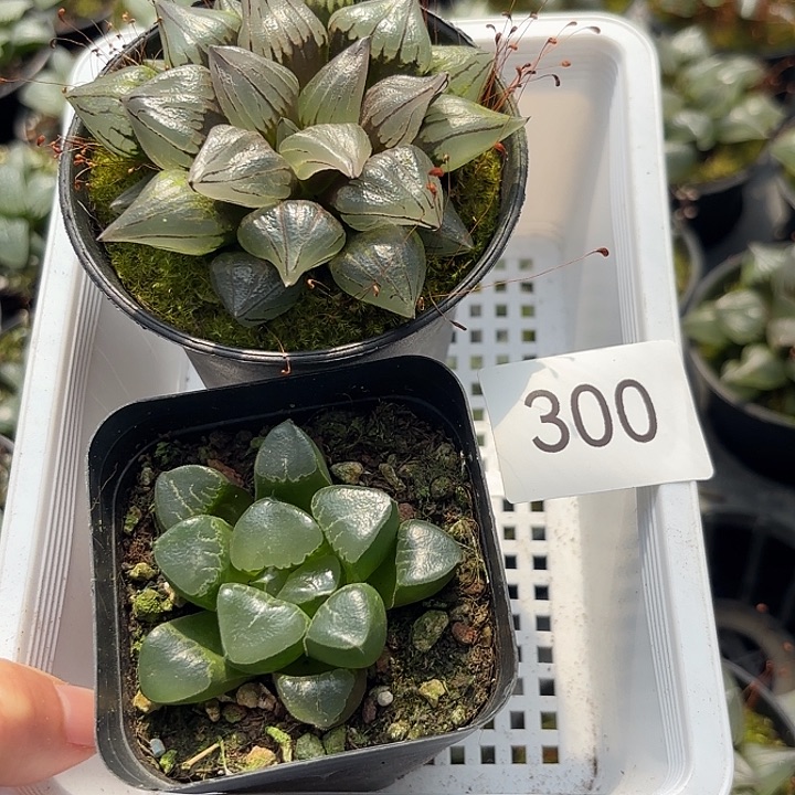 300 西瓜寿➕姬翠寿