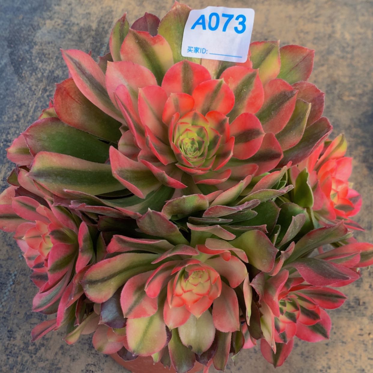 【闪购商品】073红秀多肉