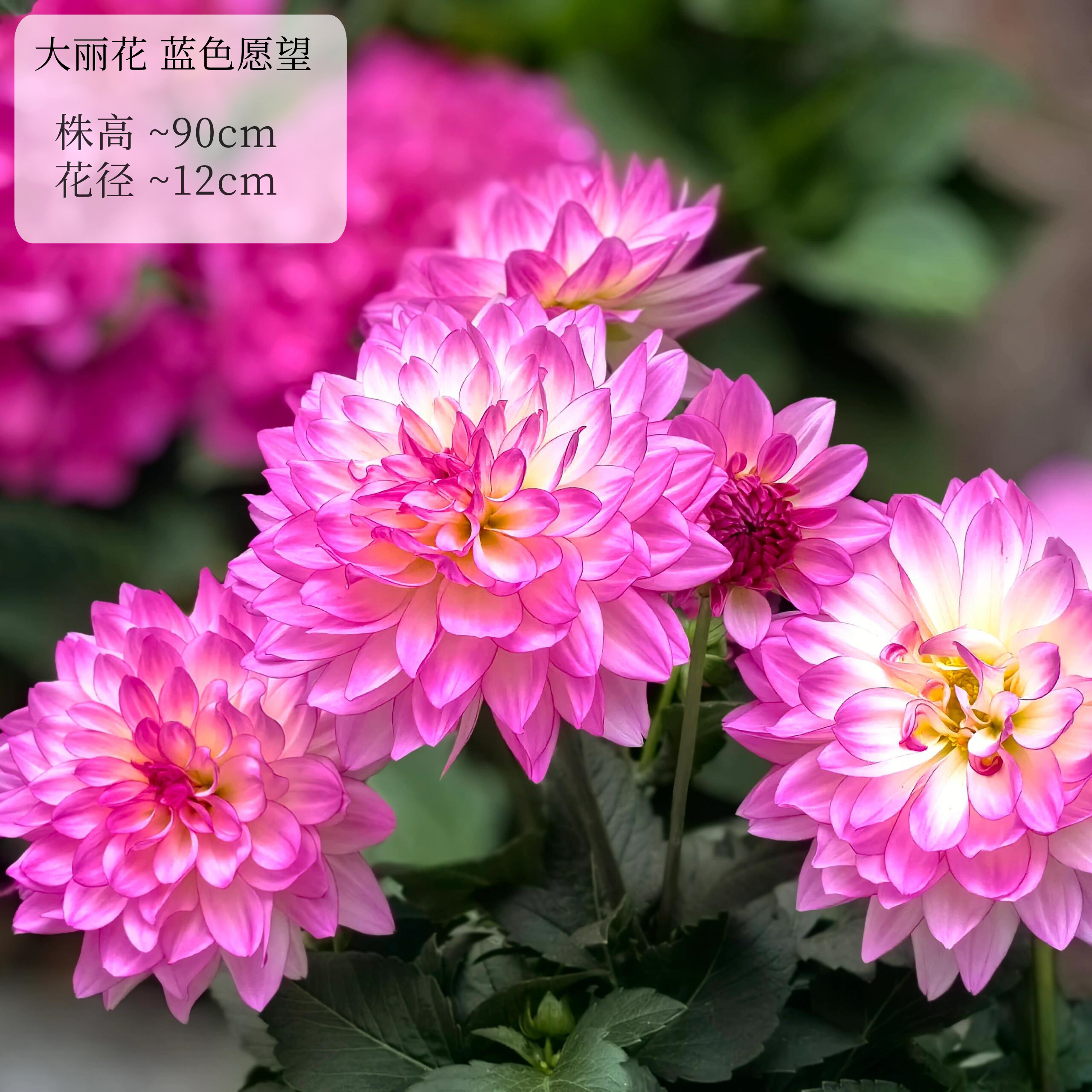 【蓝色愿望】进口多年生重瓣巨型大丽花种球盆栽地栽送肥料