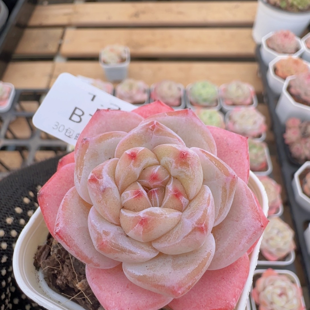 水晶鞋单头一颗脱土