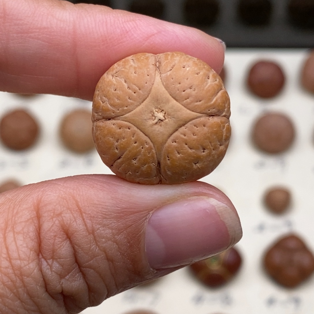 亲***己凤眼菩提吊坠麒麟