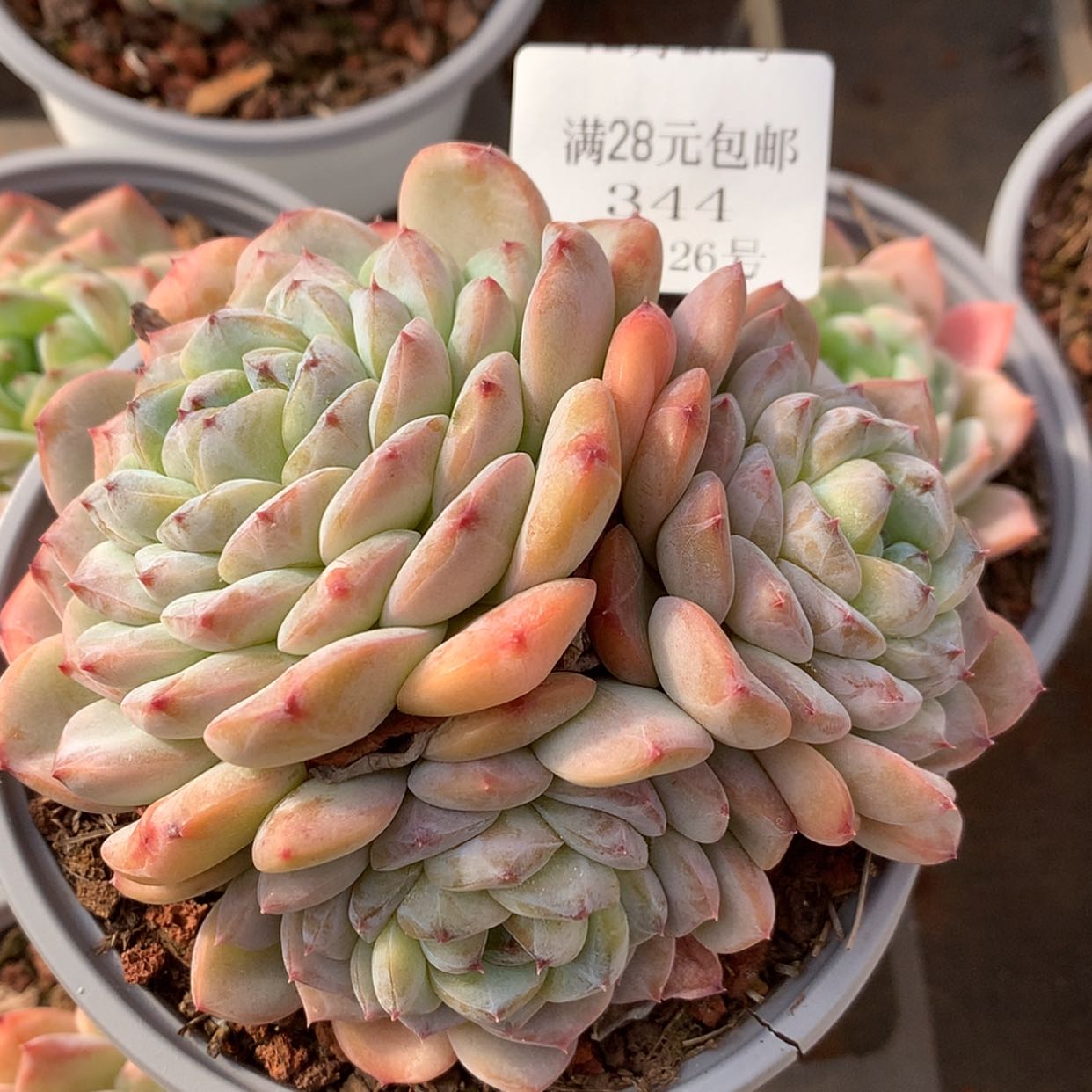 【闪购商品】云344号十厘米