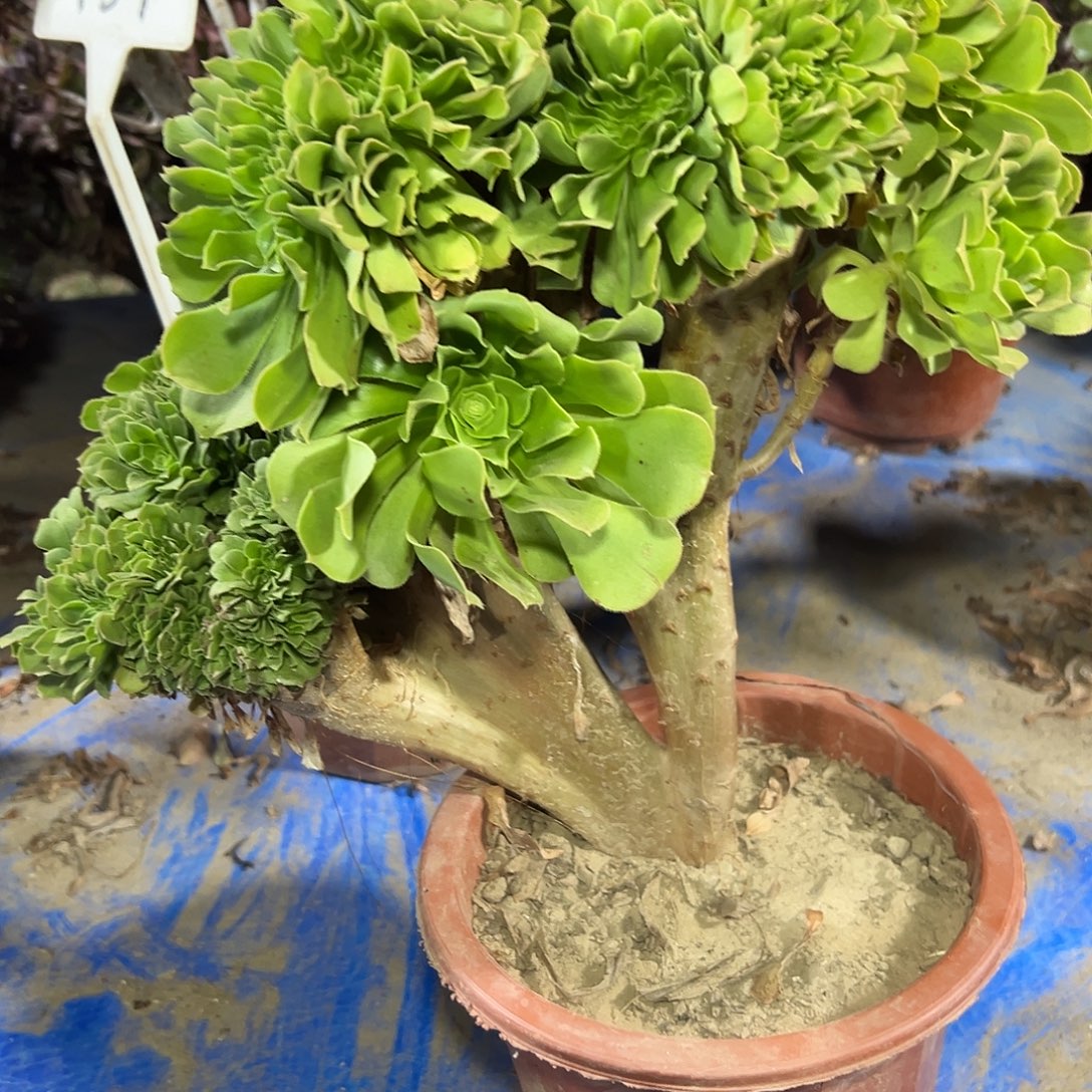 多345肉植物绿羊绒缀花