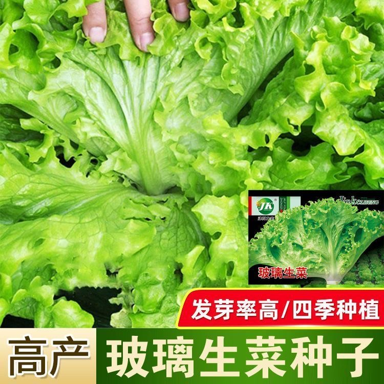 【全店满3包包邮】生菜种子脆嫩生吃生菜种籽阳台四季盆栽春季蔬菜