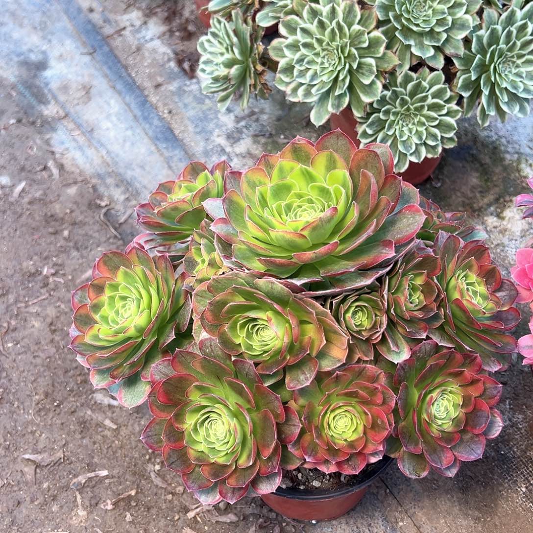 138多肉多肉多肉多肉多肉多肉多肉