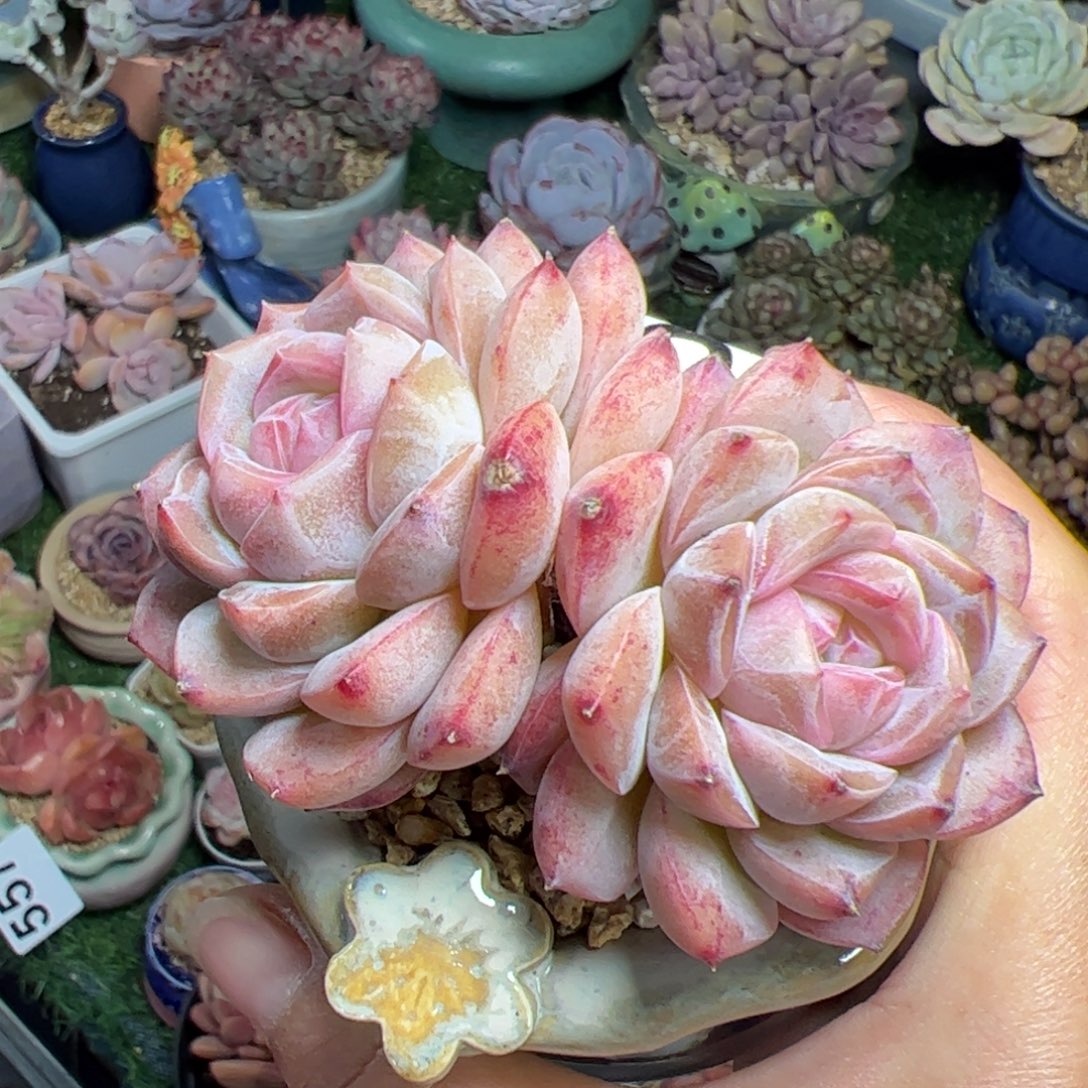 698不包整多肉植物组合盆栽