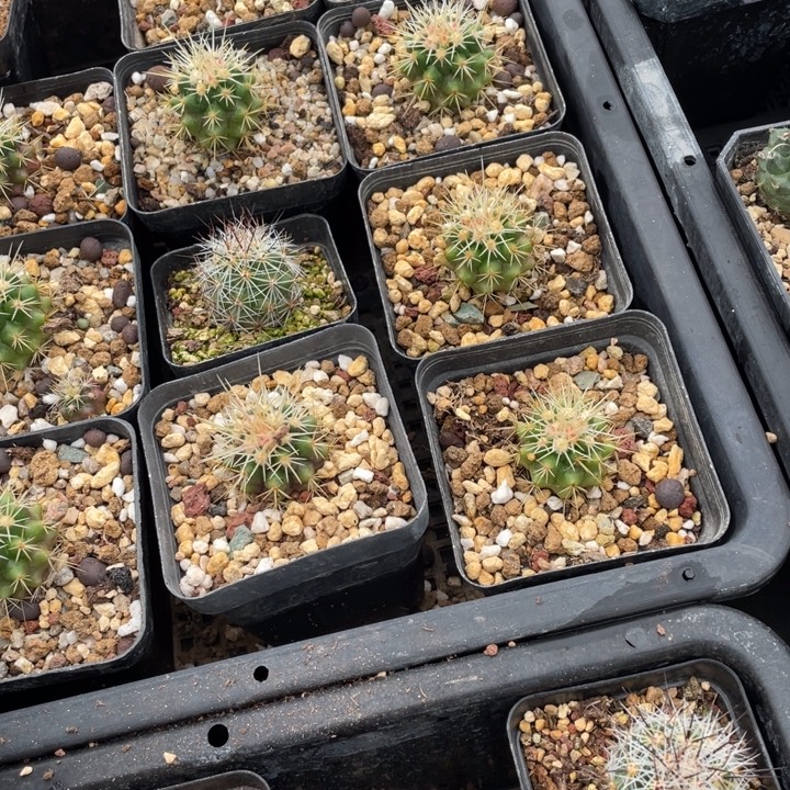 九***刘26650000000000000