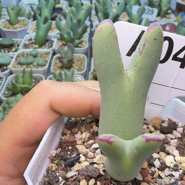 047。满38包邮肉锥