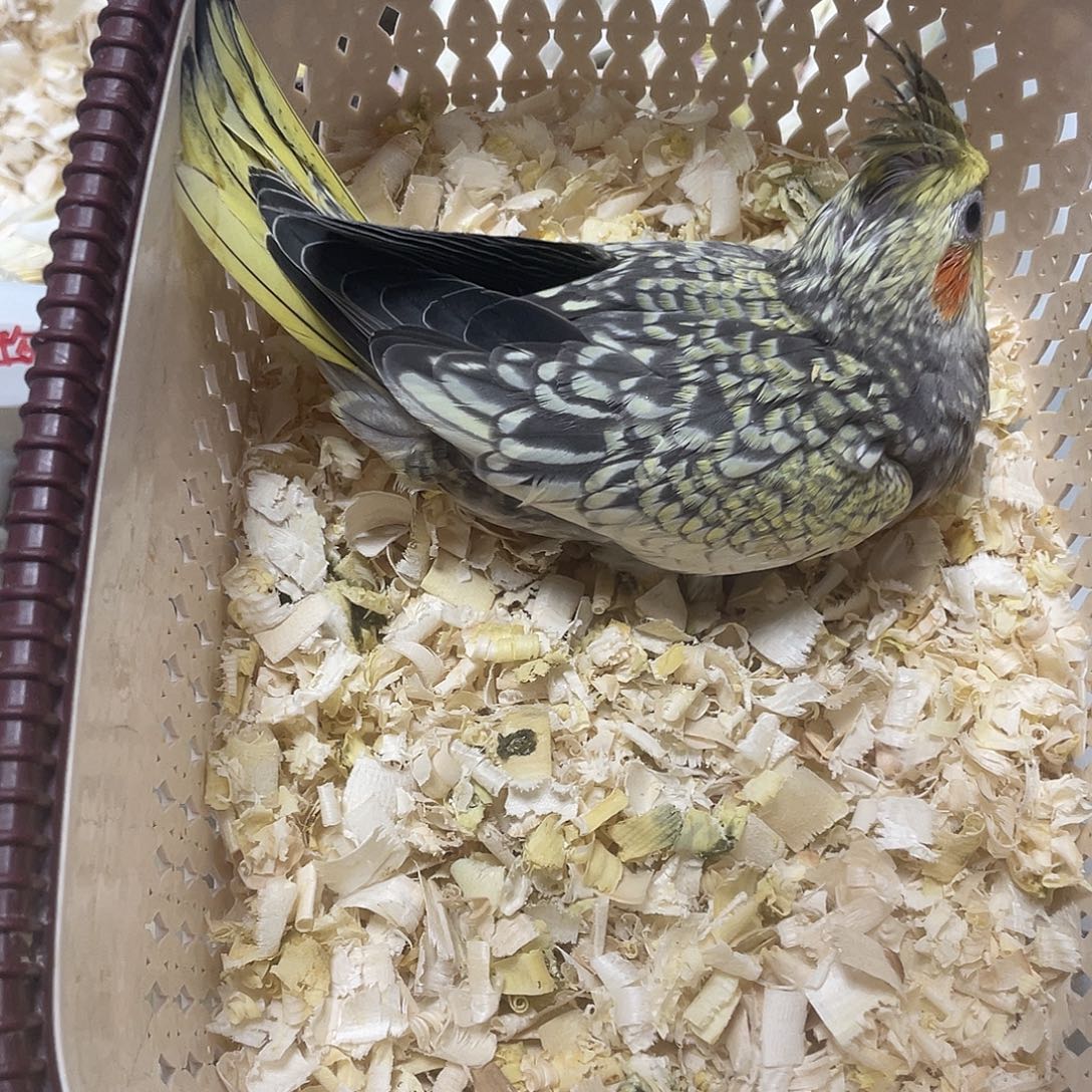 玄凤鹦鹉/鸡尾鹦鹉玄风