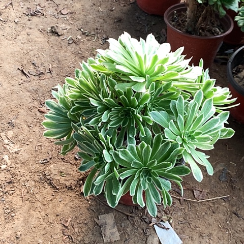 逼浪玫瑰玫瑰玫瑰