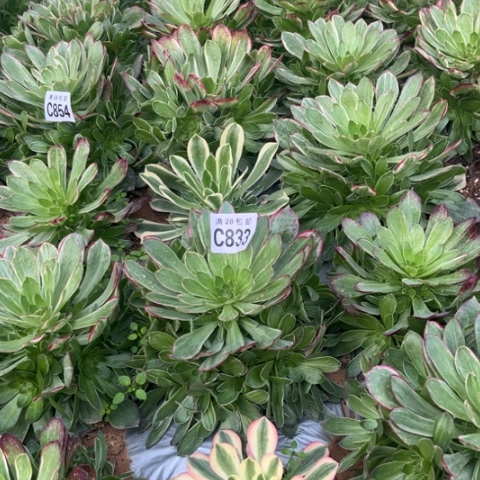 833万彩灯不包断枝