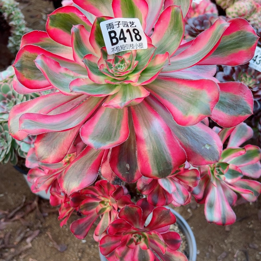 418乌毒景有点腰桩不售后