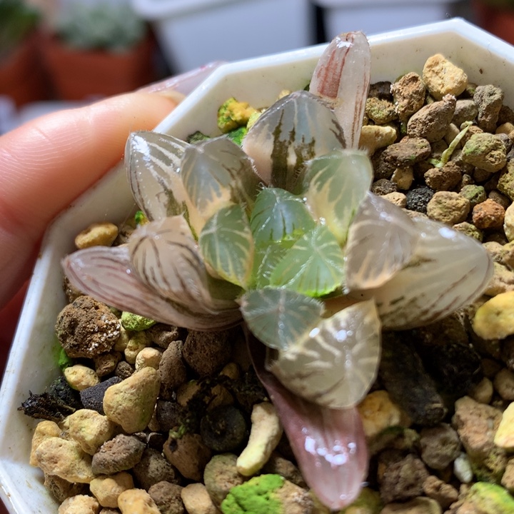 巨大赤线玉露锦带盆土发货